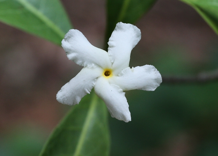 South East Queensland Plants - Apocynaceae